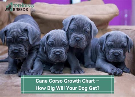 Cane Corso Growth Chart How Big Will Your Dog Get 2024