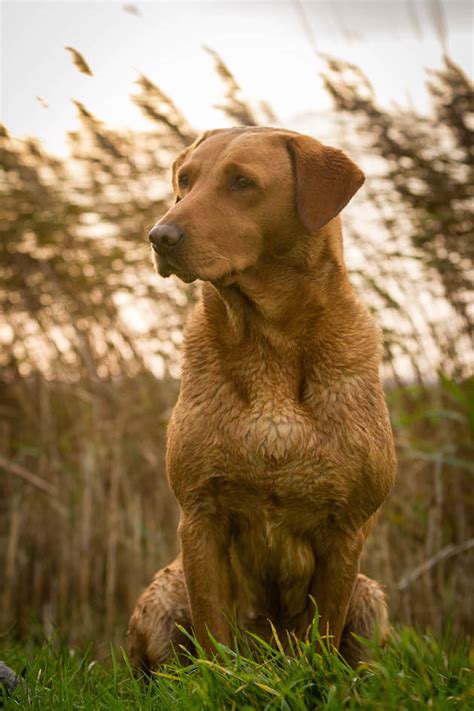 Fox Red Labrador Are They Healthy Sturdy And Trainable Shootinguk