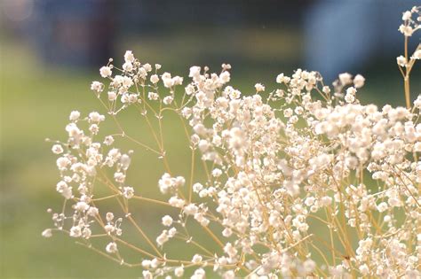 Babys Breath Flower Profile