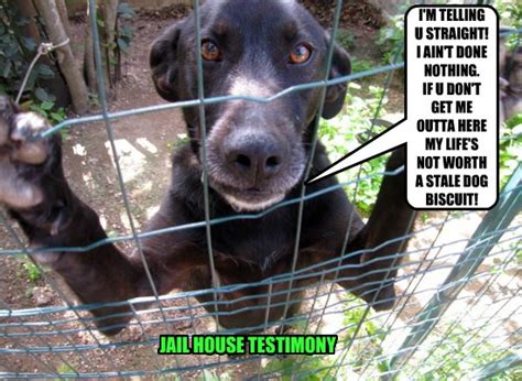 Bonus joke plus some special seasonal puns brought to you by tuxedo cat (check out their blog for more fun cat puns) I Has A Hotdog - jail - Funny Dog Pictures | Dog Memes ...