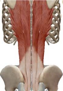 Lower back muscle pain is a very common cause of symptoms in the lumbar region. Lower Back Pain - Massage Therapy Connections