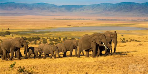 Real Facts About The Ngorongoro Conservation Area Ngorongoro Crater