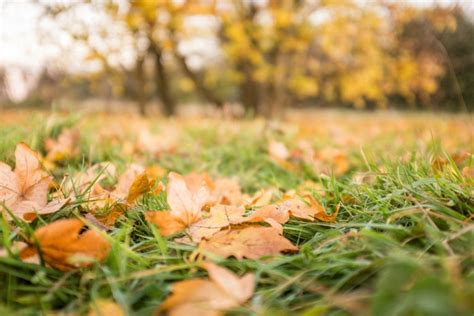 Autumn Leaves On Grass Royalty Free Stock Photo