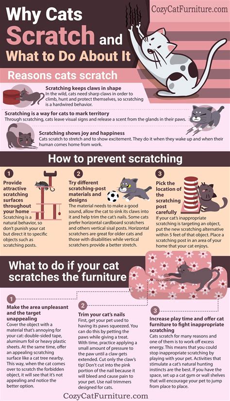 Cat Scratching Why Cats Scratch And What You Can Do Cat Scratching