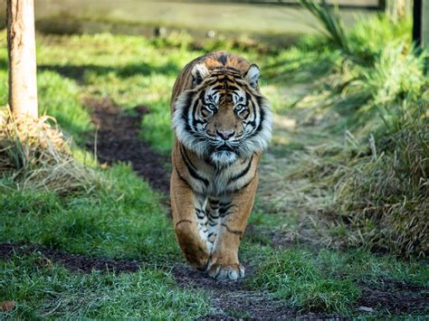 The sumatran tiger is the only surviving tiger population in the sunda islands, where the bali and. Sumatran tiger killed by potential mate at London Zoo ...