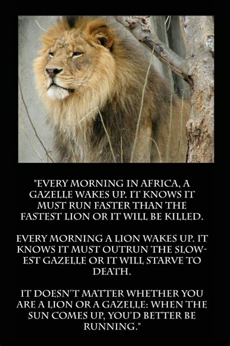 To survive the lion must catch the gazelle and the gazelle must outrun the lion. Lion or Gazelle.... Either way you better be up and running! | Lion quotes, African proverb, Gazelle