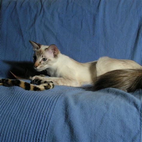 Balinese Cat For Adoption