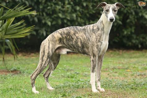 Whippet Dog Breed Information Buying Advice Photos And Facts Pets4homes