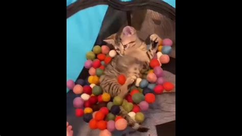 Kitten Gets Her Own Ball Pit Youtube
