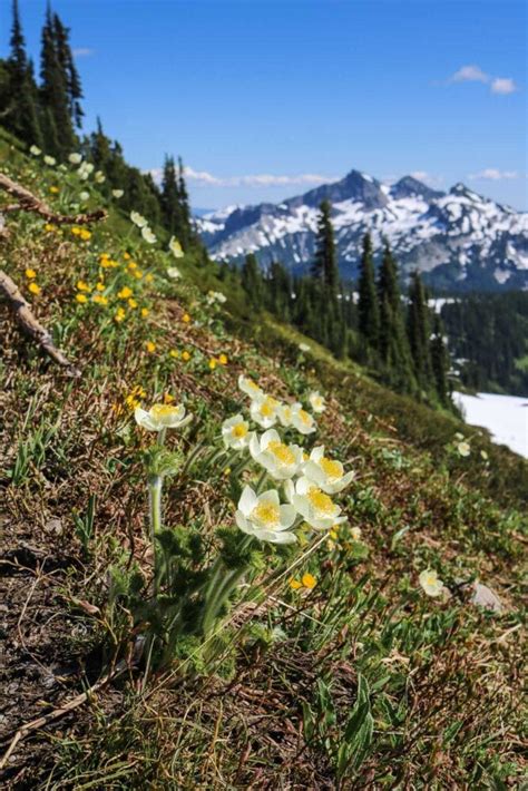 Mount Rainier Wildflowers Viewing Areas Season Trails And More The