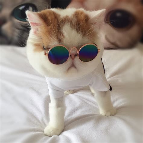 Uv Zonnebril Katten Bril Mode Leuke Accessoires Producten Voor Beetje