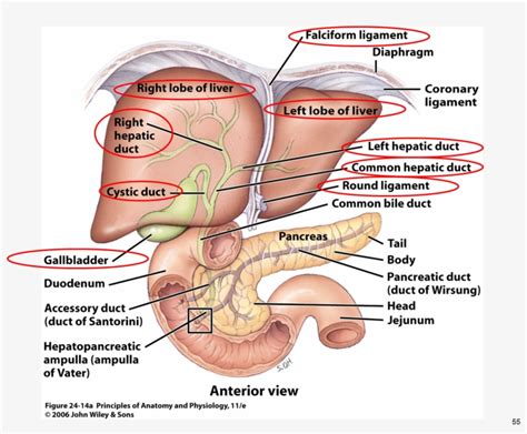 Maybe you would like to learn more about one of these? Png Anatomy Gallbladder Pancreas Google - Liver And ...