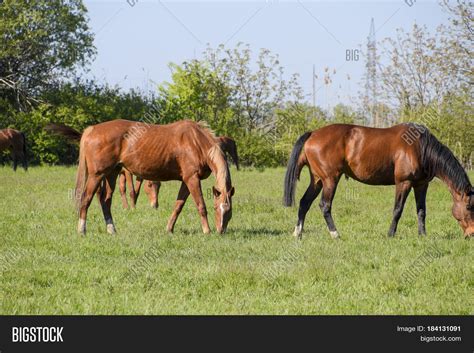 Horses Graze Pasture Image And Photo Free Trial Bigstock