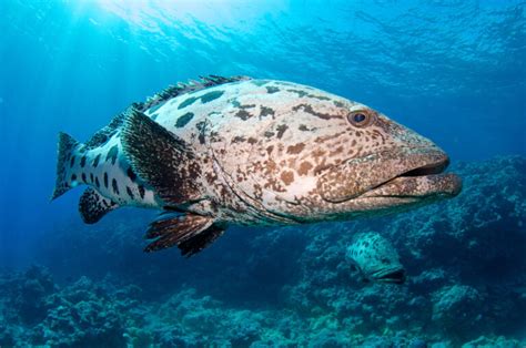 Great Barrier Reef Marine Wildlife Guide Divers Den