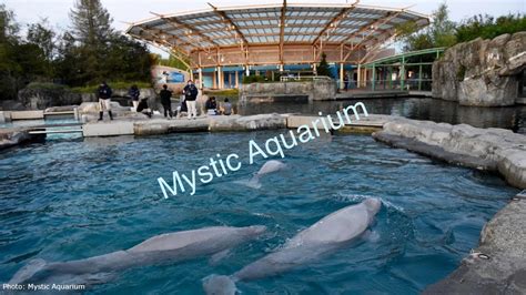 Mystic Aquarium Tour Youtube