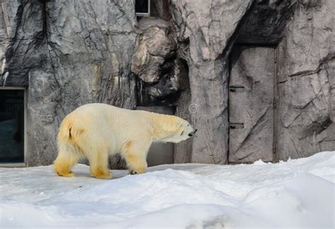 Polar Bear In Japan Zoo Stock Image Image Of Nature 39591519