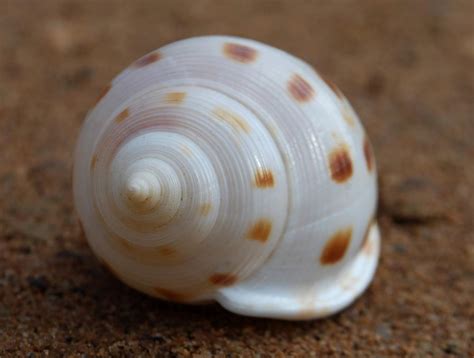 Fibonacci Spiral Seashell Spiritual Science Ratio Image Finder