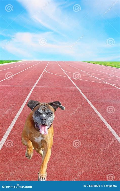 Boxer Breed Running Sport Track Stock Photos Free And Royalty Free