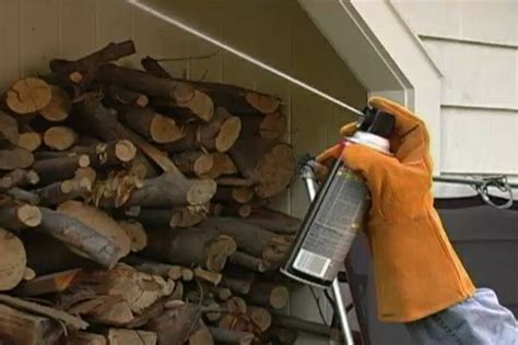Bees do their part for nature and the garden, but they can cause trouble at home. How to Get Rid of Bees and Wasps • Ron Hazelton