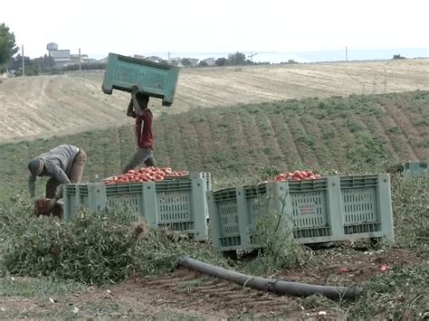 Accordo Siglato Per Il Supporto Dei Lavoratori Stranieri In Agricoltura Nel Metapontino Trmtv