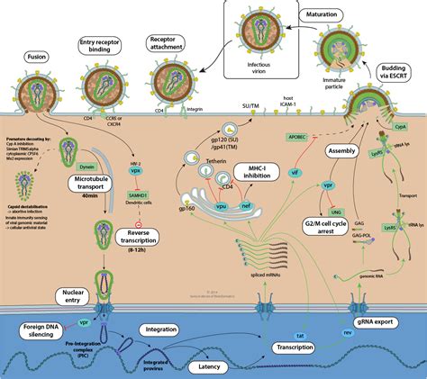 Hivcycle Viralzone