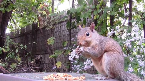 When food is plentiful, they often many people think that squirrels only eat nuts, but this isn't true. Squirrel Eating Nuts - YouTube