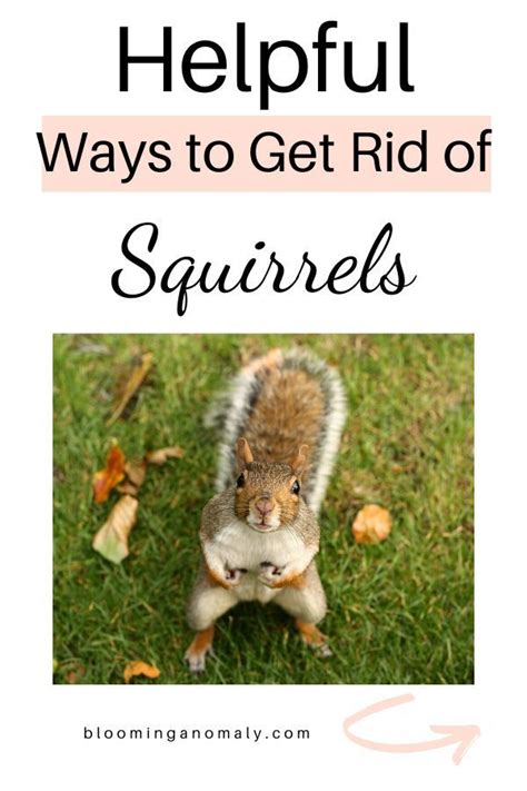 Coffee grounds while you might find the scent of coffee delicious, squirrels don't. √ Keep Squirrels Out Of Garden Coffee Grounds - Fishing ...