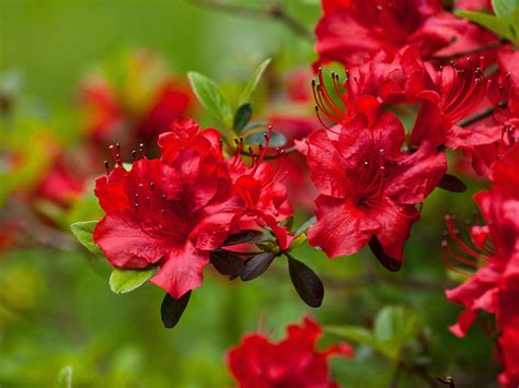 10 Fleurs Pour Un Jardin Rouge