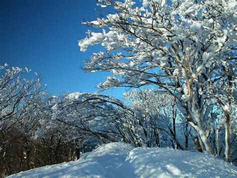 Welcome to idesign iphone, your number one source for the best. Snowy Trees Wallpapers - Wallpaper Cave