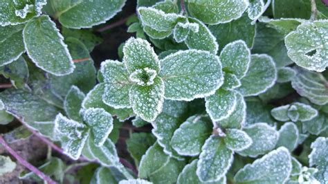 Von denen kann man gar nicht genug haben: Winterharte Kräuter: Arten für Garten & Balkon - Plantura