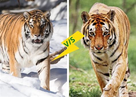 Bengal Tiger Vs Siberian Tiger Difference Between Bengal And Siberian