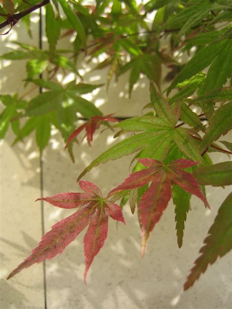 Red Turning Green This Particular Japanese Maple Tree Is C Flickr