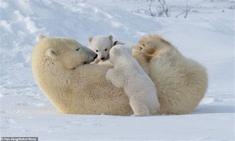Mother Polar Bear Rolls Around In The Snow With Her Young Cubs Daily