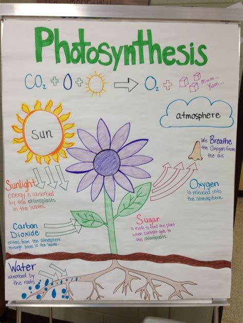 Photosynthesis Anchor Chart By Miss Lintz Science Science Anchor