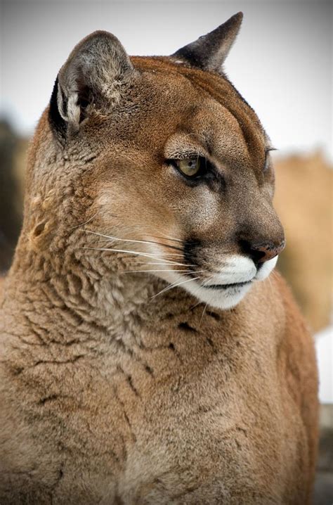627 Best Images About Cougar Americas Big Cat On