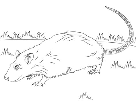 Due to their ability to quickly adapt to new environmental conditions, rats are considered a common pest that can be found inhabiting various areas where. Ausmalbild: Niedliche Ratte auf der Wiese | Ausmalbilder ...