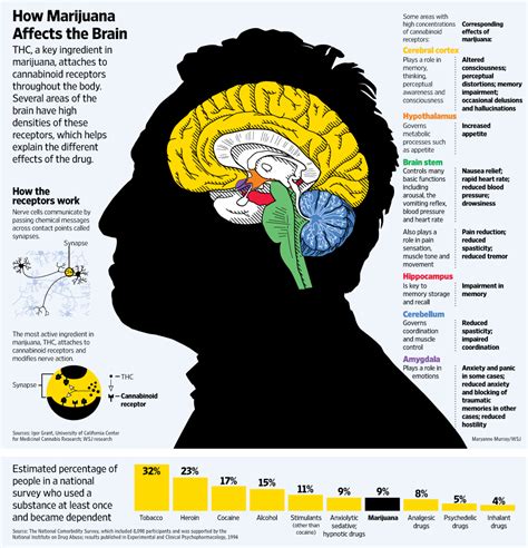 Long Term Negative Effects Of Cannabis On The Brain