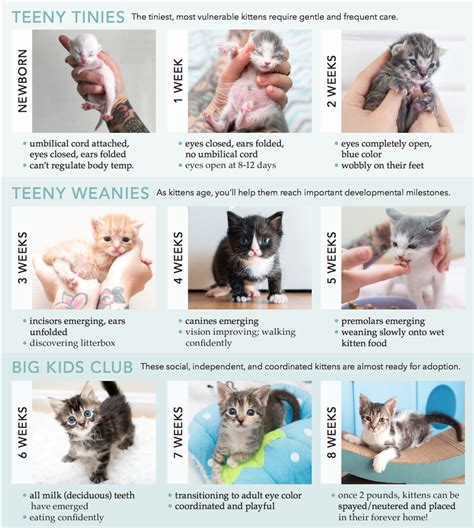 Premature Kitten Growth Chart