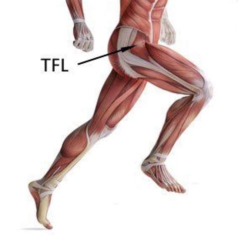 Tensor Fascia Latae Muscle Tfl Psoaspain In Tensor Fasciae