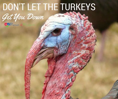 don t let the turkeys get you down this holiday season