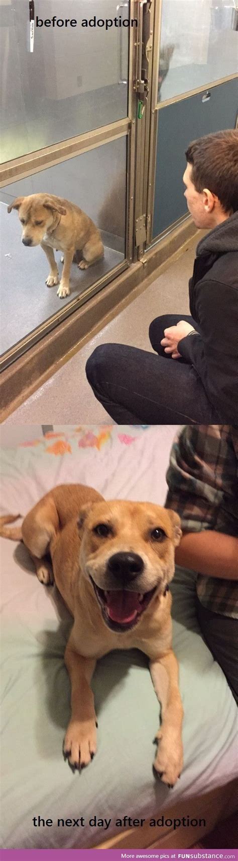 Ci sono 3 cagnolini carini, han abbaiato solo all'arrivo poi più sentiti. Pin di Piera Gubellini su animali nel 2020 | Animali ...