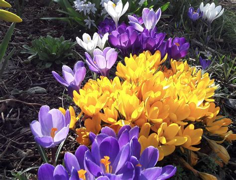 Aus meteorologischer sicht hat der frühling 2020 aber schon am 1. Wann beginnt der Frühling? | Obst- und Gartenbauverein ...