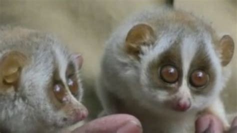 Two Baby Slender Loris Spotted Near Tirupati Temple In Andhra Video