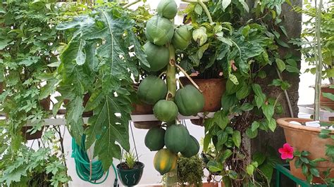Terrace Garden Growing Papaya Youtube