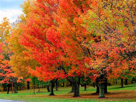 Trees "R" Us, Inc.: November Tree Care Tips From Trees "R" Us, Inc.