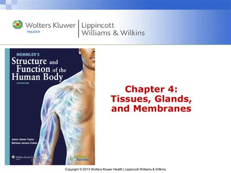 Chapter 1 Organization Of The Human Body