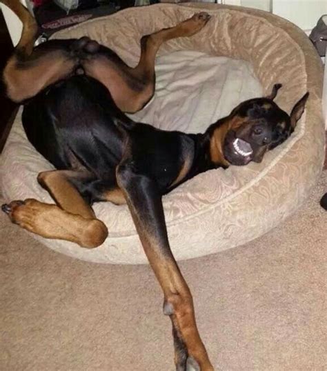 Такое у нас утро😂 Doberman Pinscher Funny Dog Pictures Sleeping Dogs