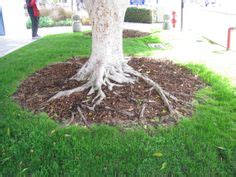 Ground cover plants are used to cover bare ground in flowerbeds or landscapes. How to Landscape Around Tree Trunks & Roots | Home ...