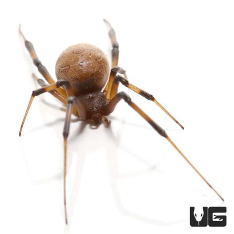 Baby Brown Widow Spiders Latrodectus Geometricus For Sale