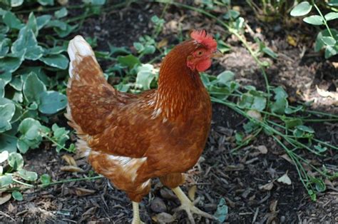 13 races de poules célèbres qui pondent des œufs colorés Le guide de